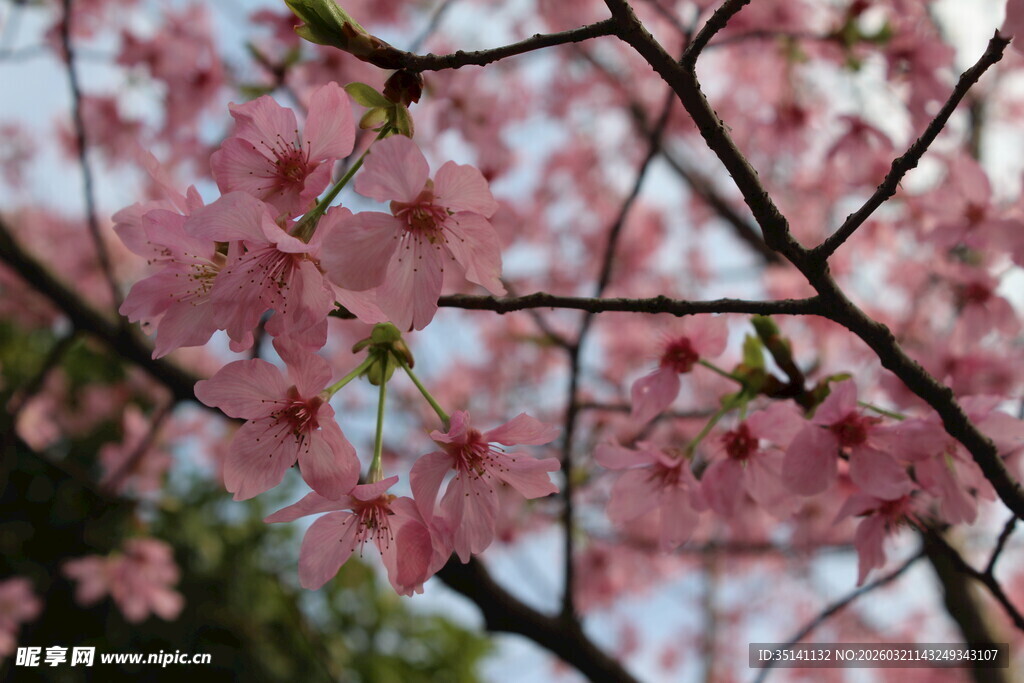 樱花