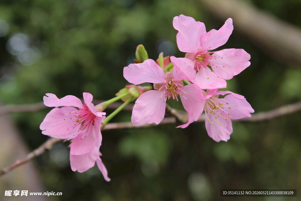樱花