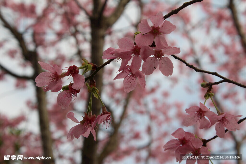 樱花