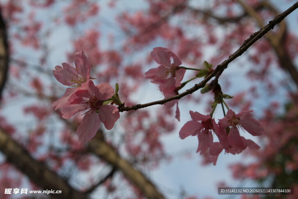 樱花