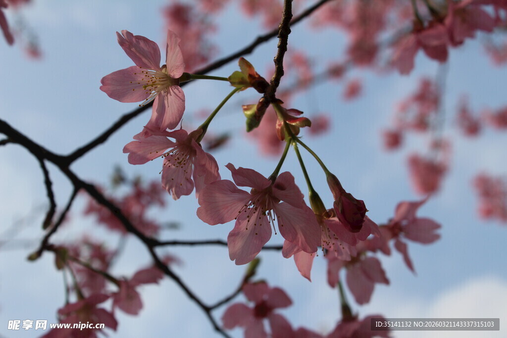 樱花