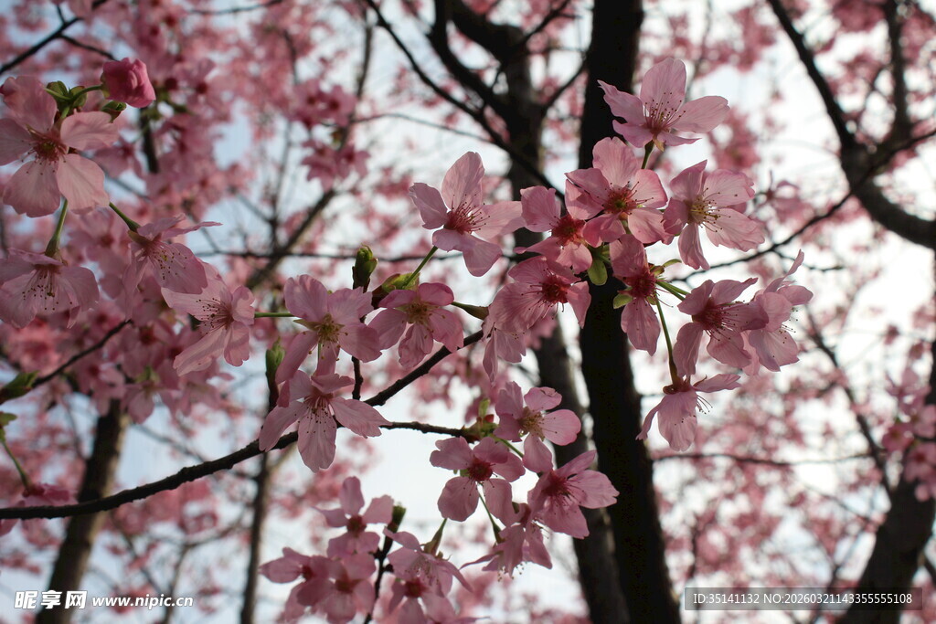 樱花