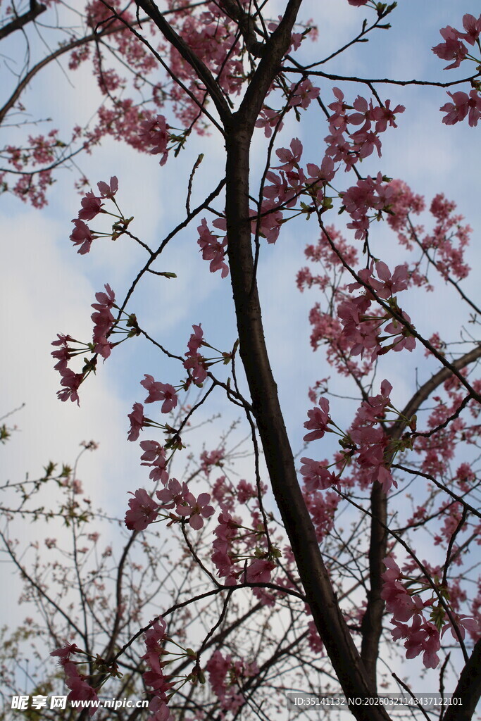 樱花