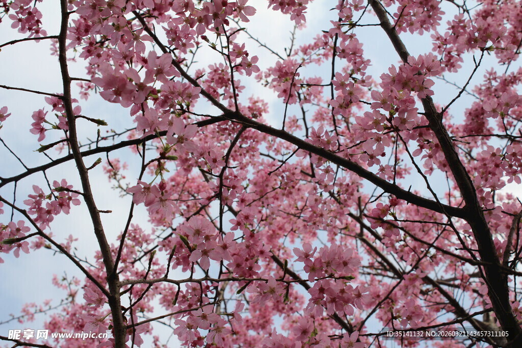 樱花