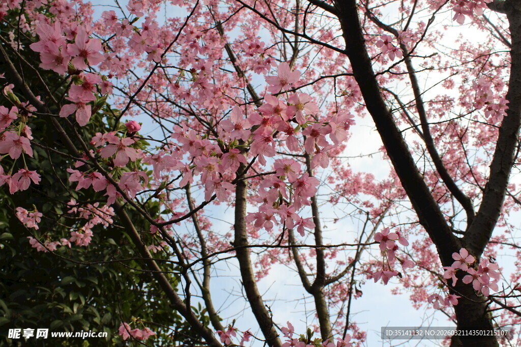 樱花
