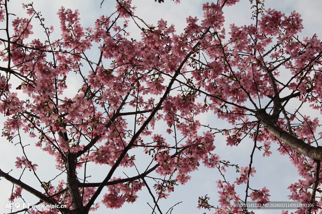 樱花