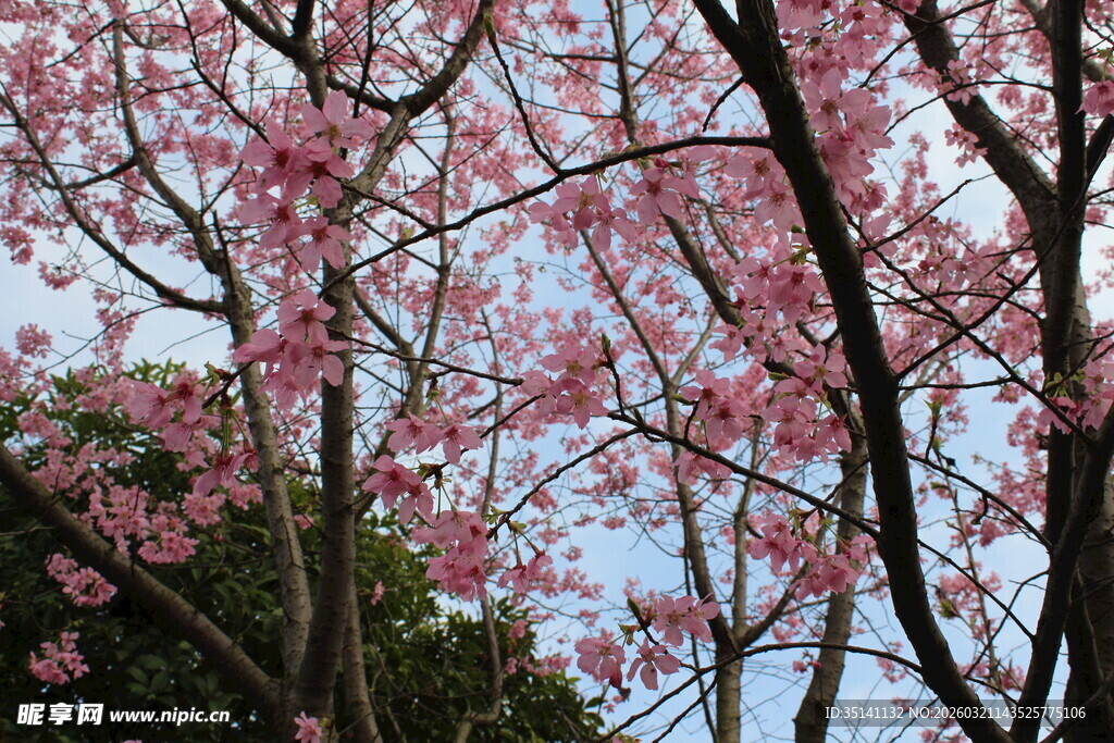 樱花