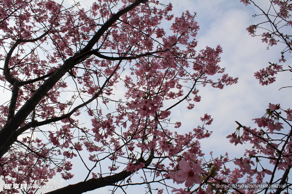 樱花