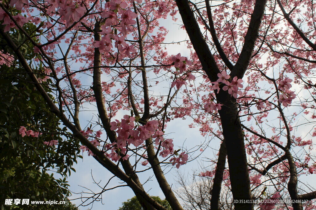 樱花