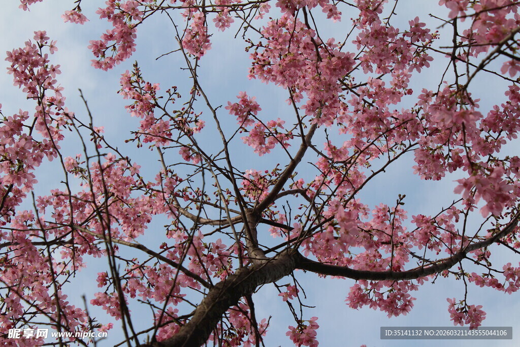 樱花