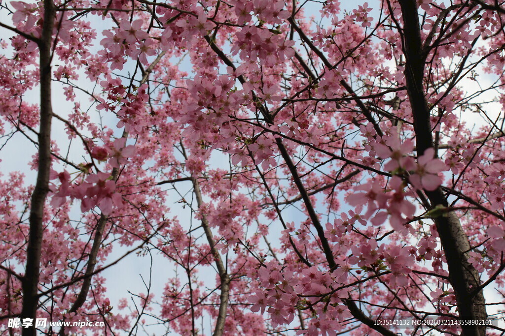 樱花