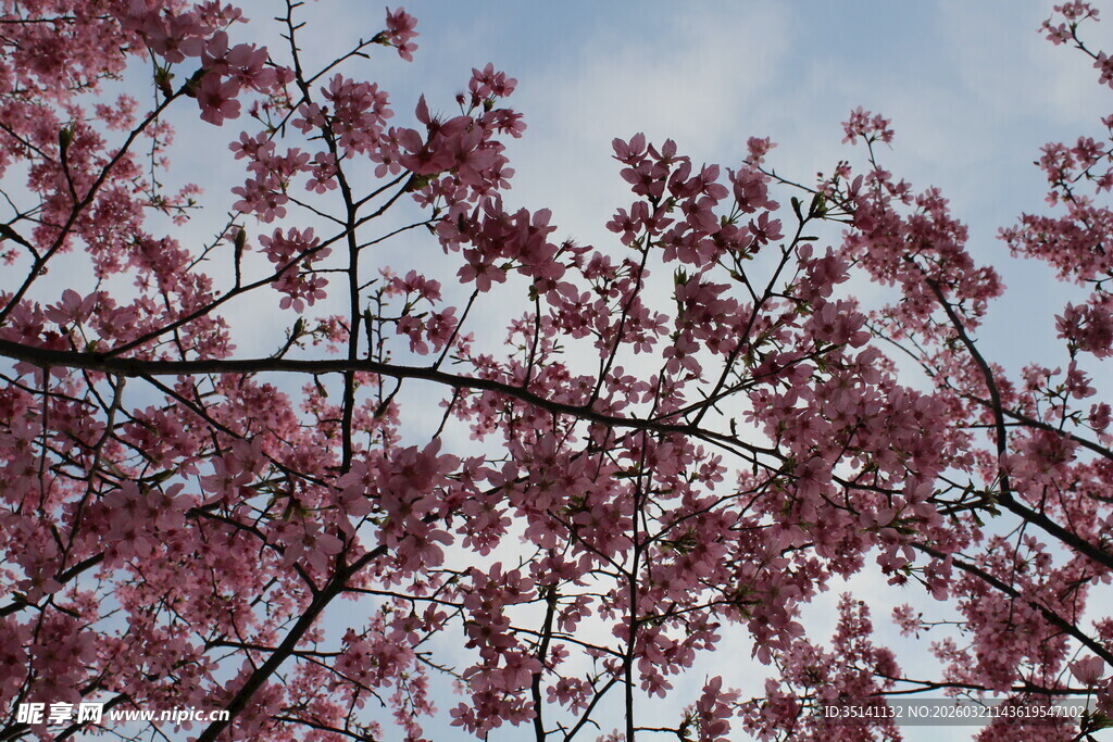 樱花