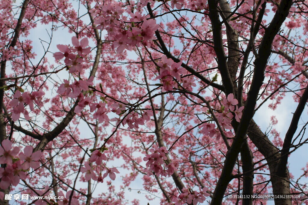 樱花