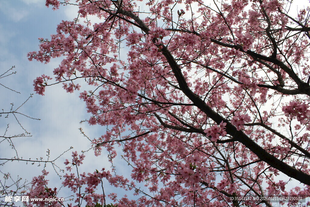 樱花