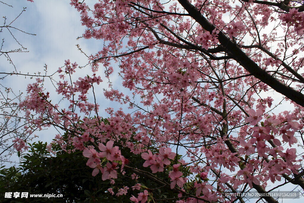 樱花