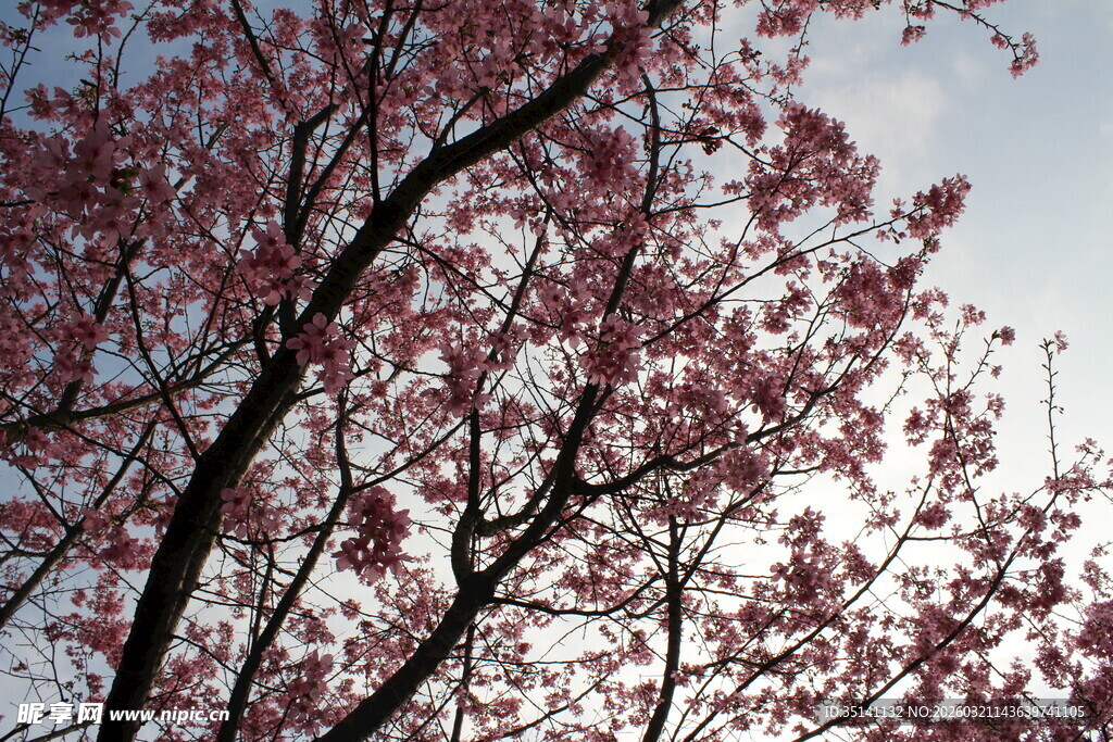 樱花