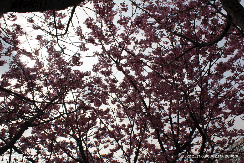樱花