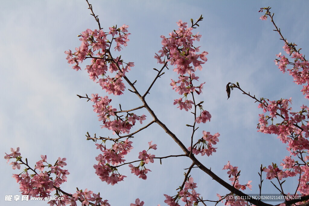 樱花