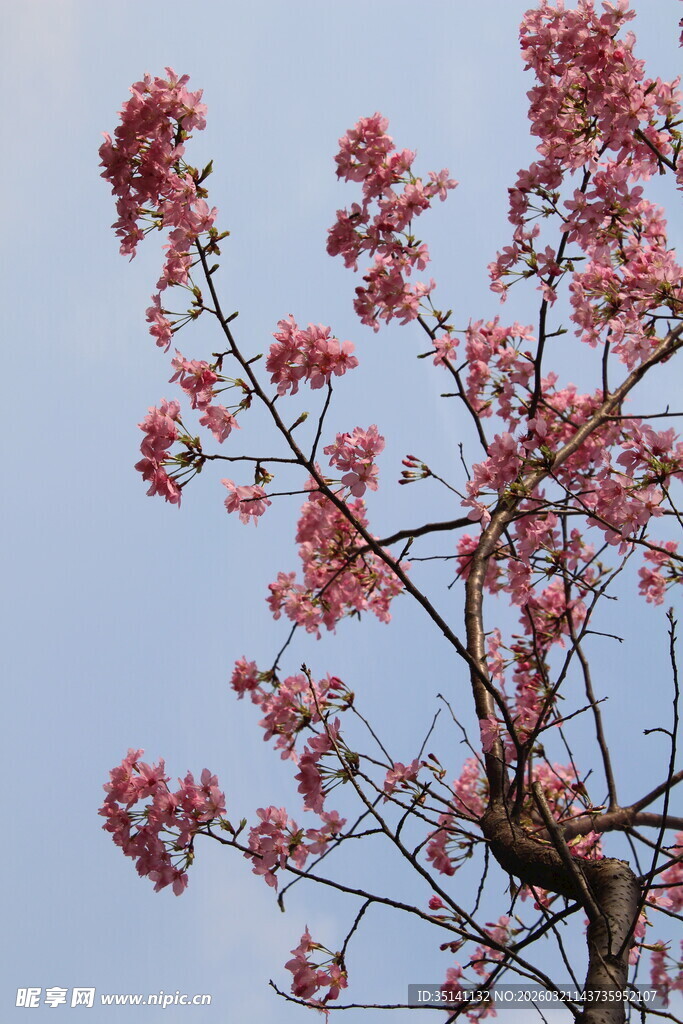樱花