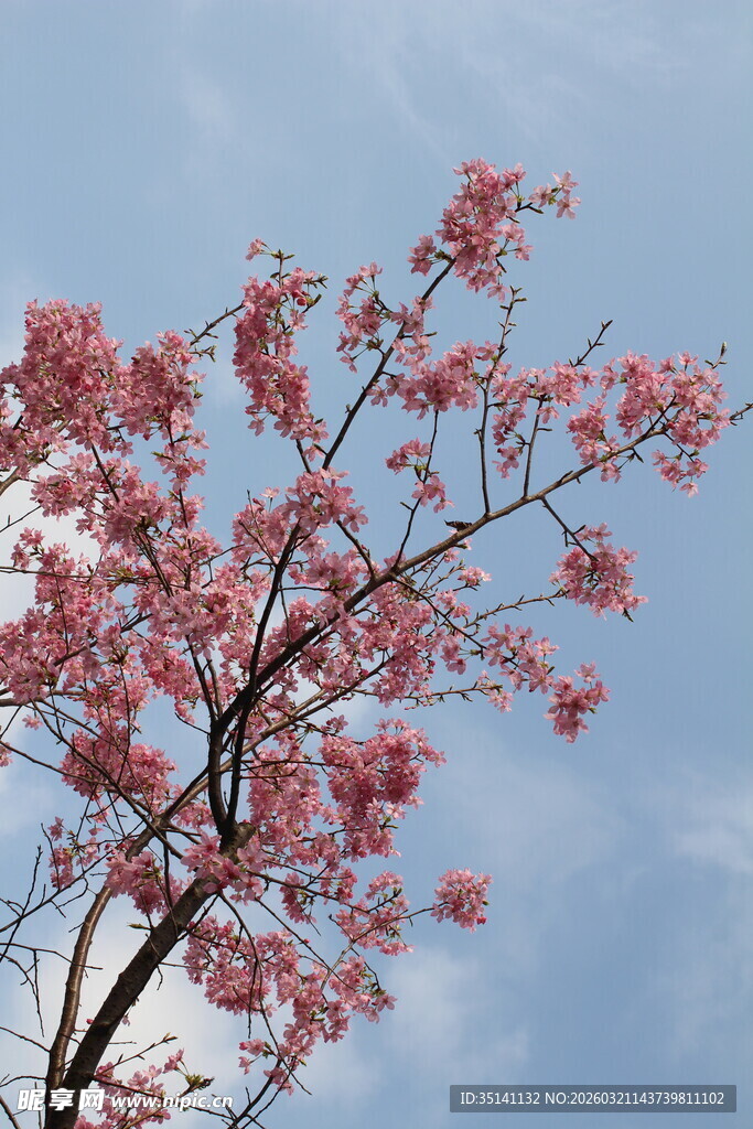 樱花