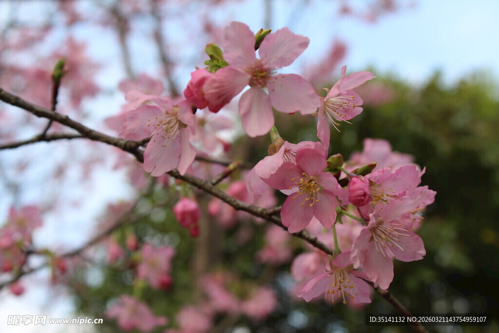 樱花