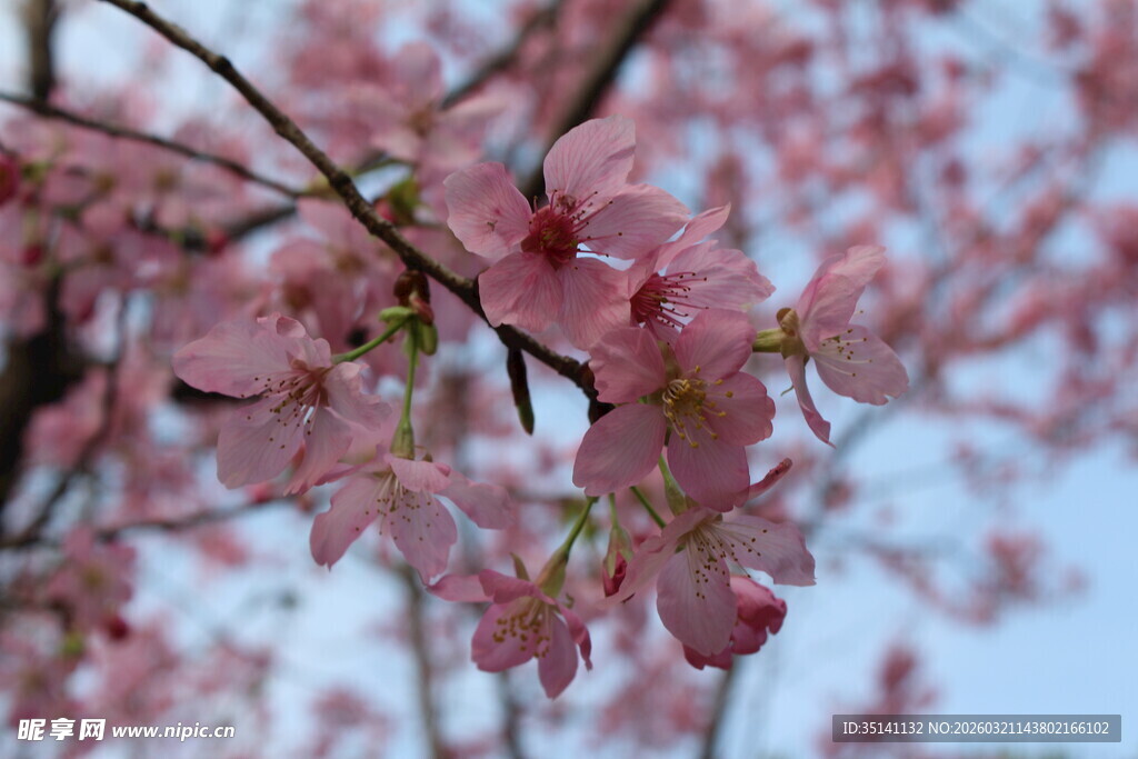樱花