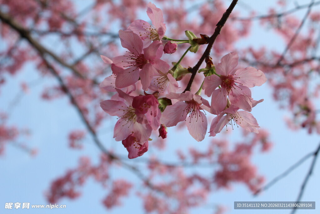 樱花