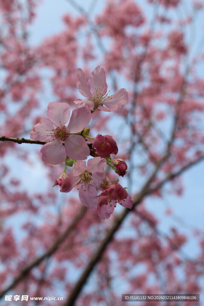 樱花