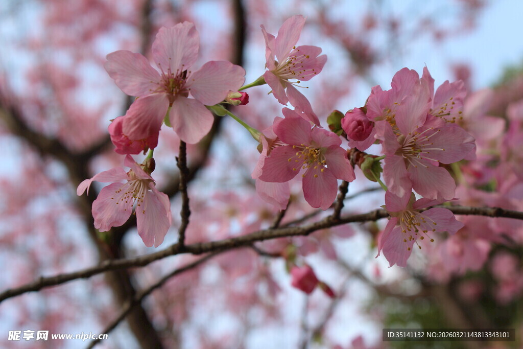樱花