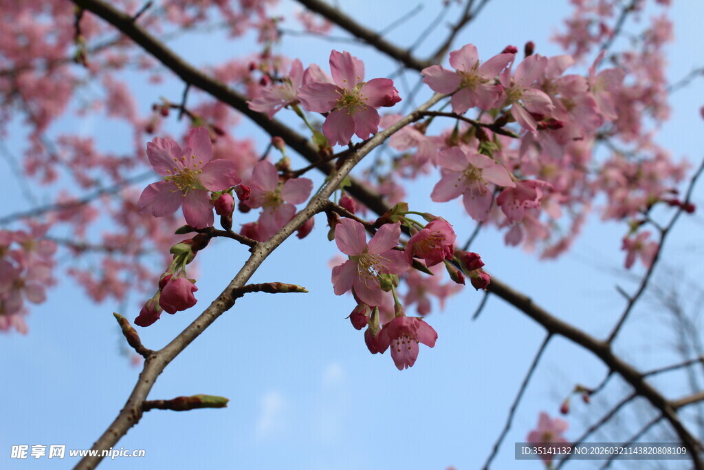 樱花