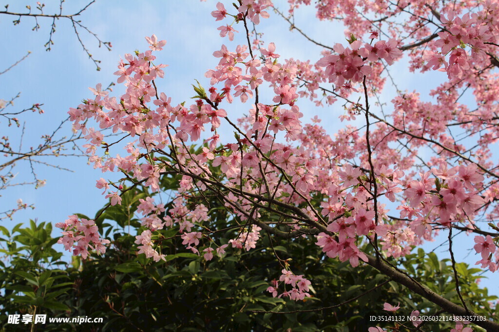 樱花