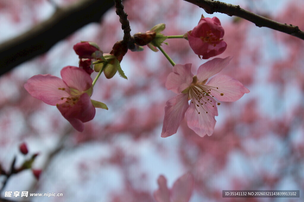 樱花
