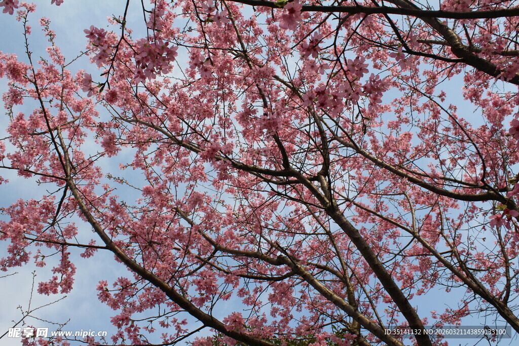 樱花