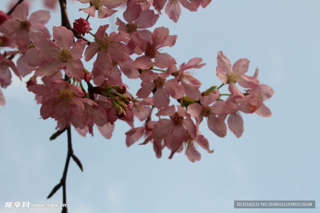 樱花