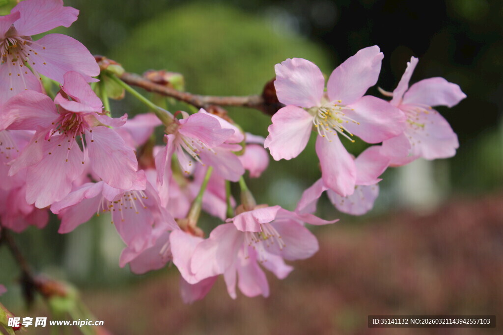 樱花