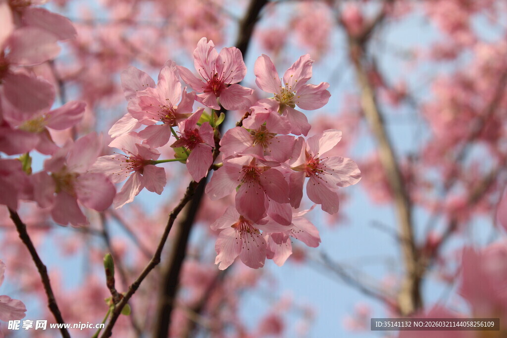樱花