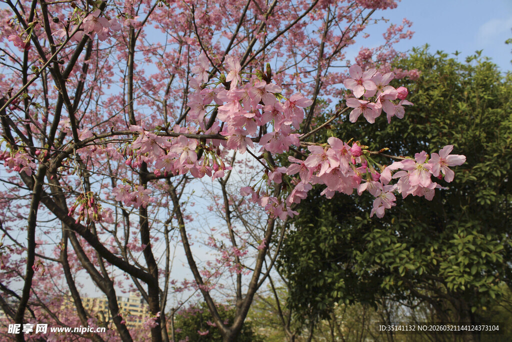 樱花