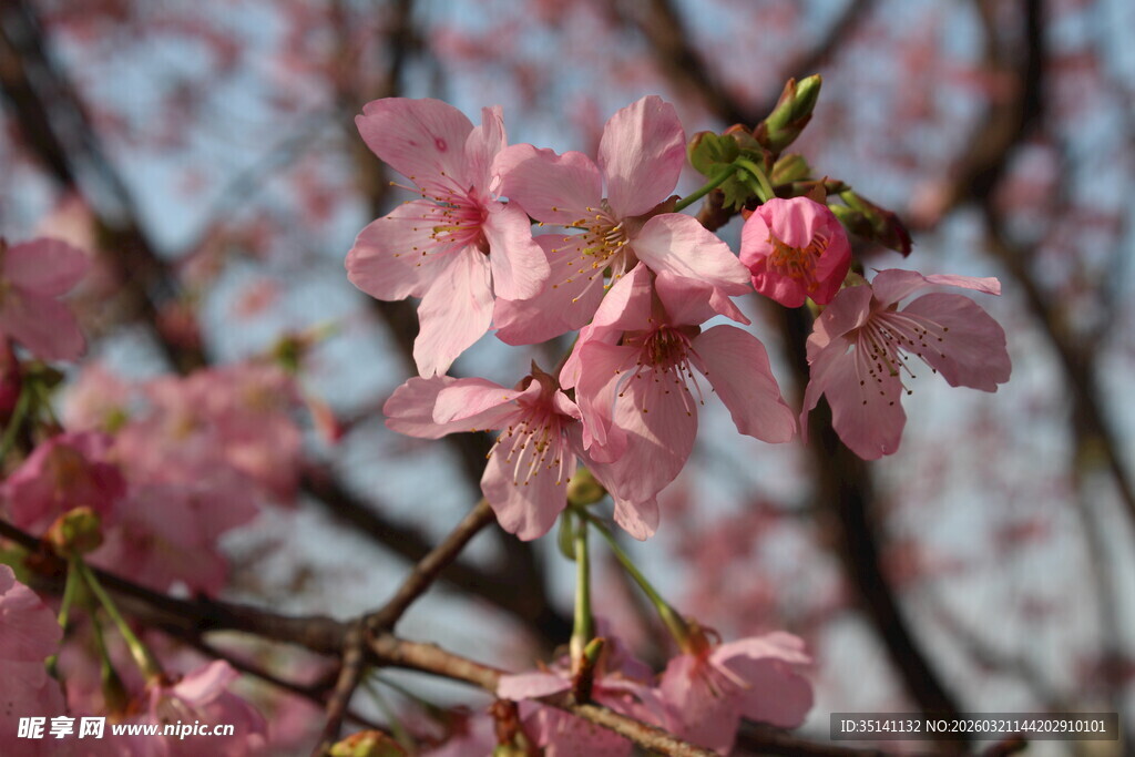 樱花