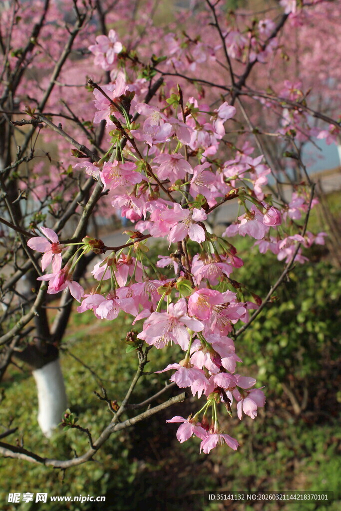 樱花