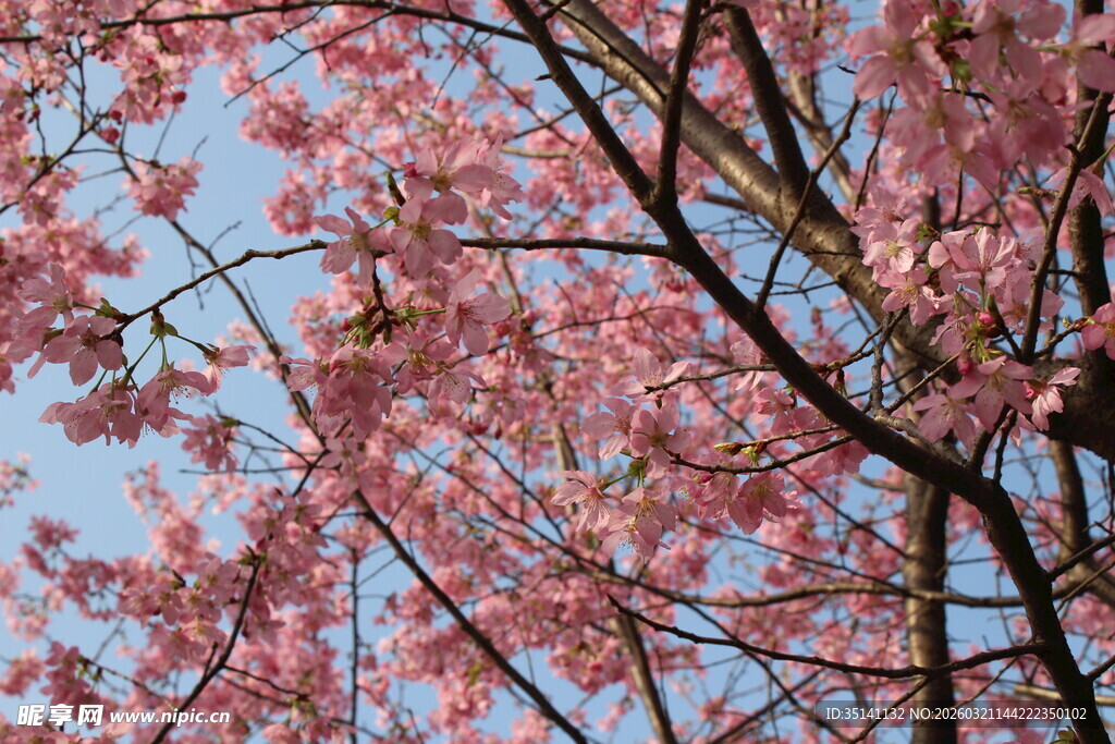 樱花