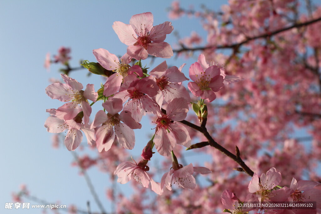樱花