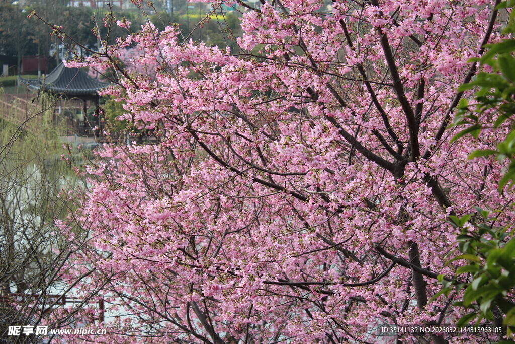 樱花