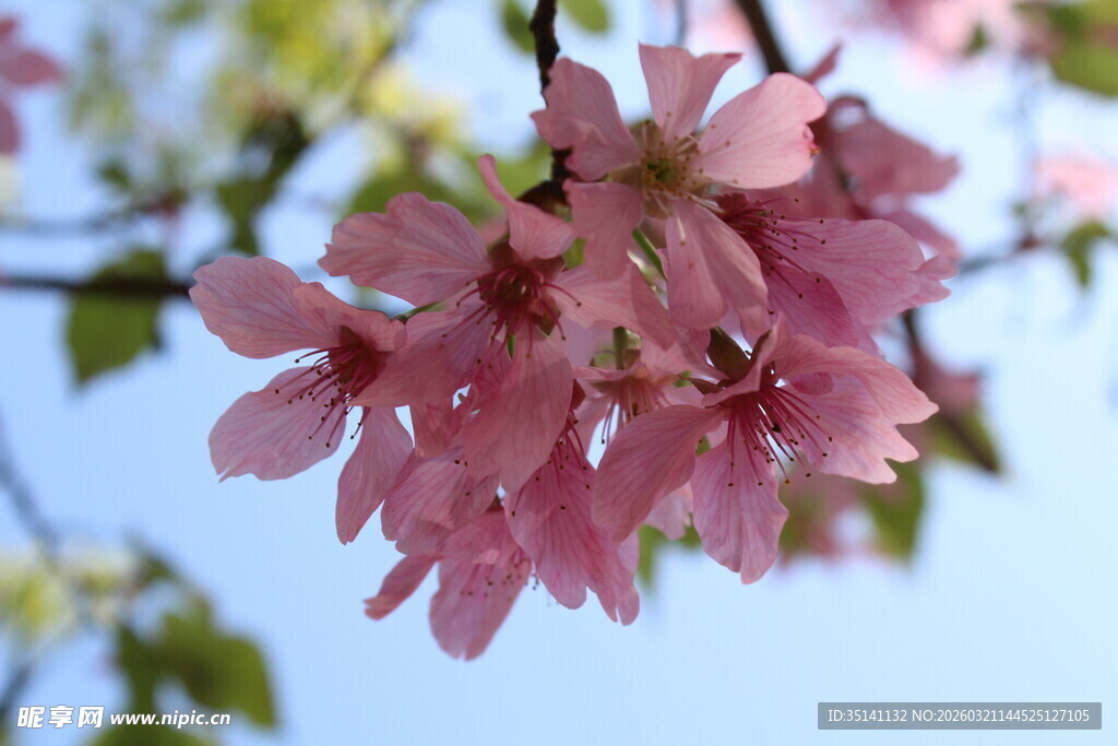 樱花