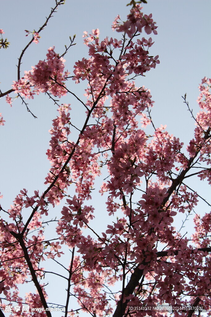 樱花