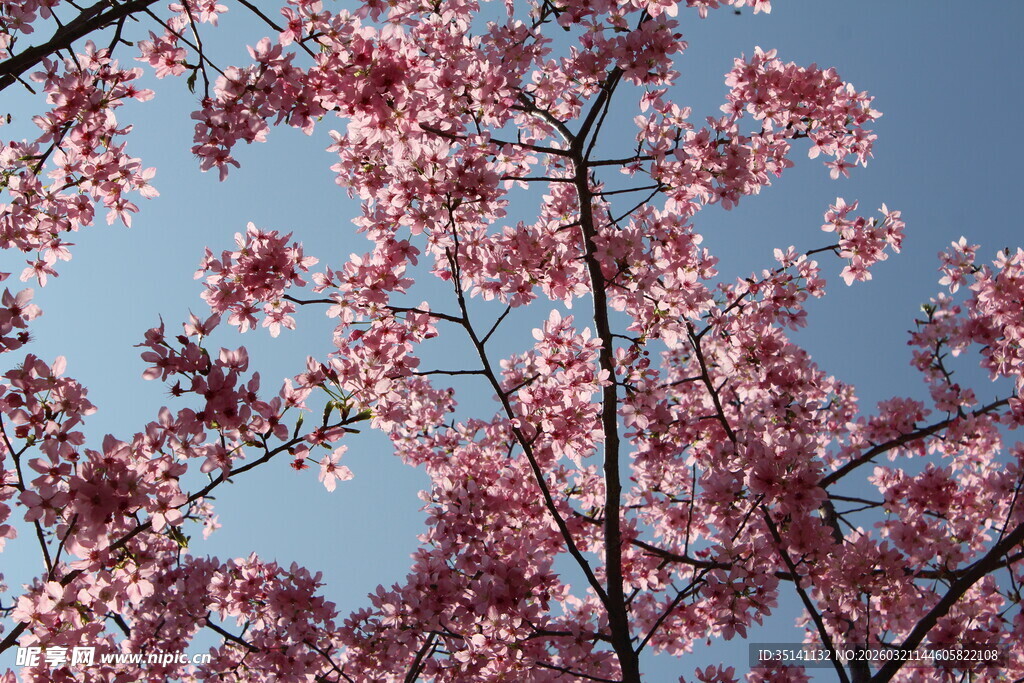 樱花