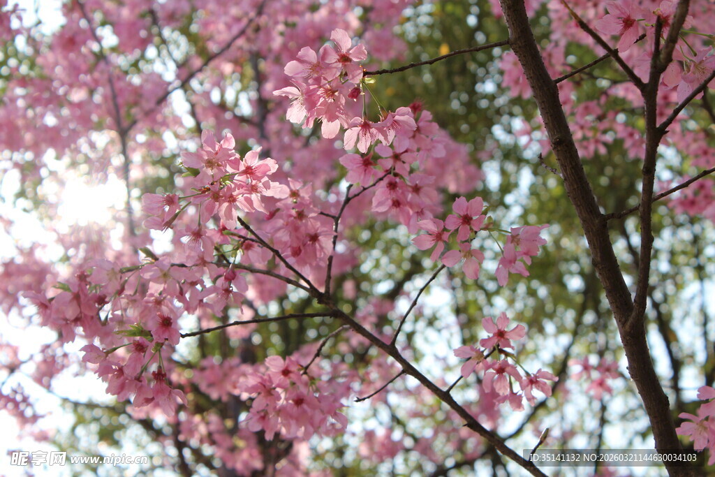 樱花