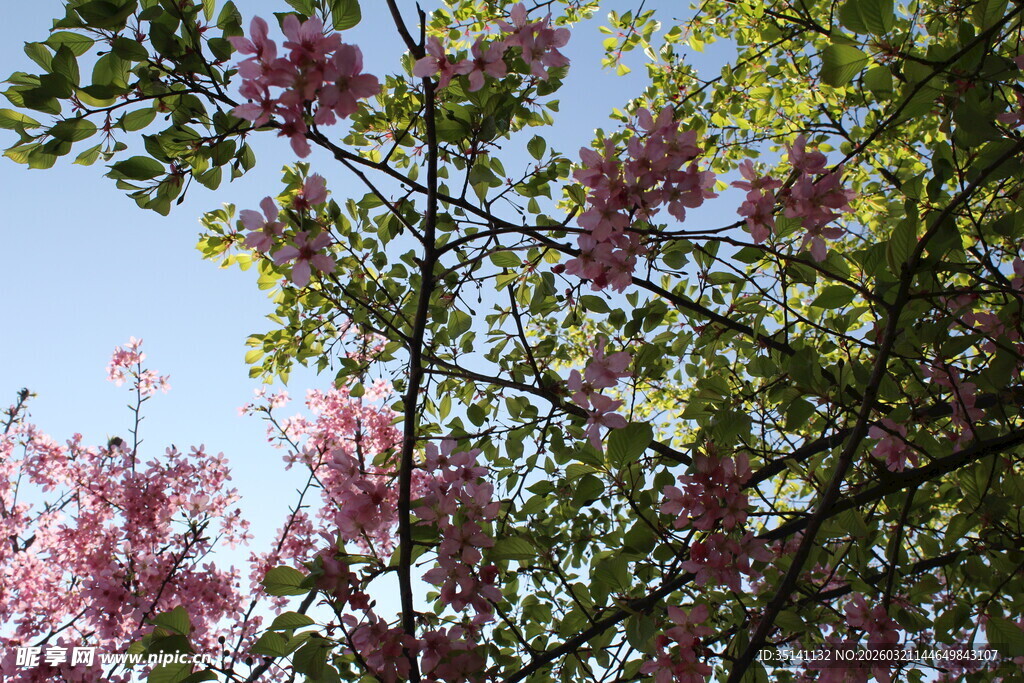樱花
