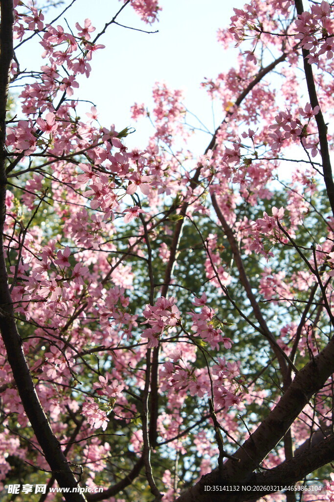樱花