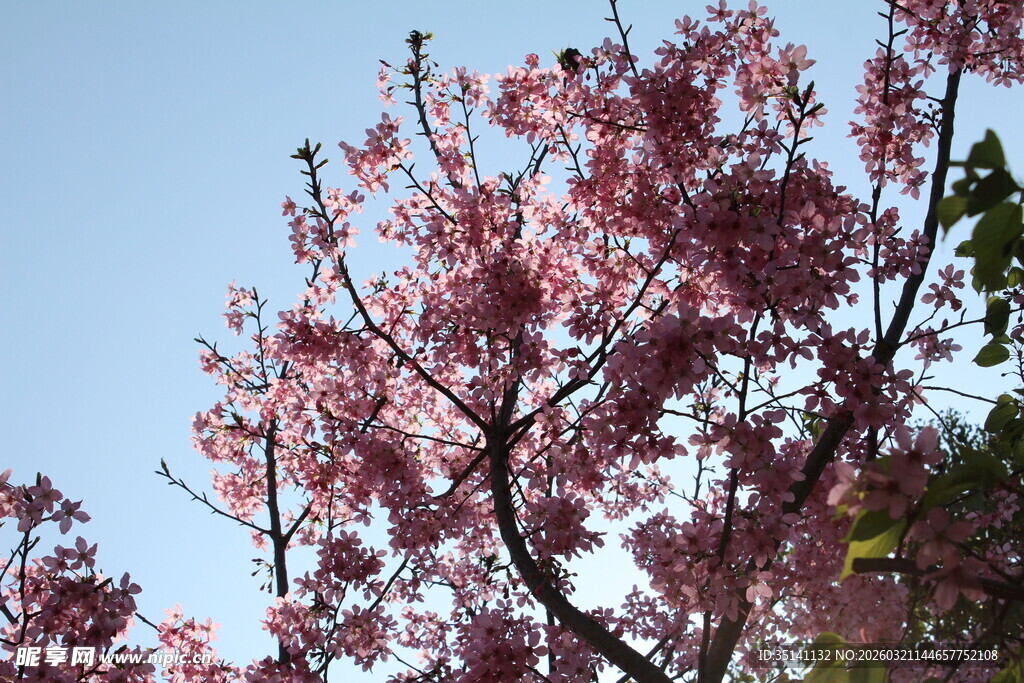 樱花