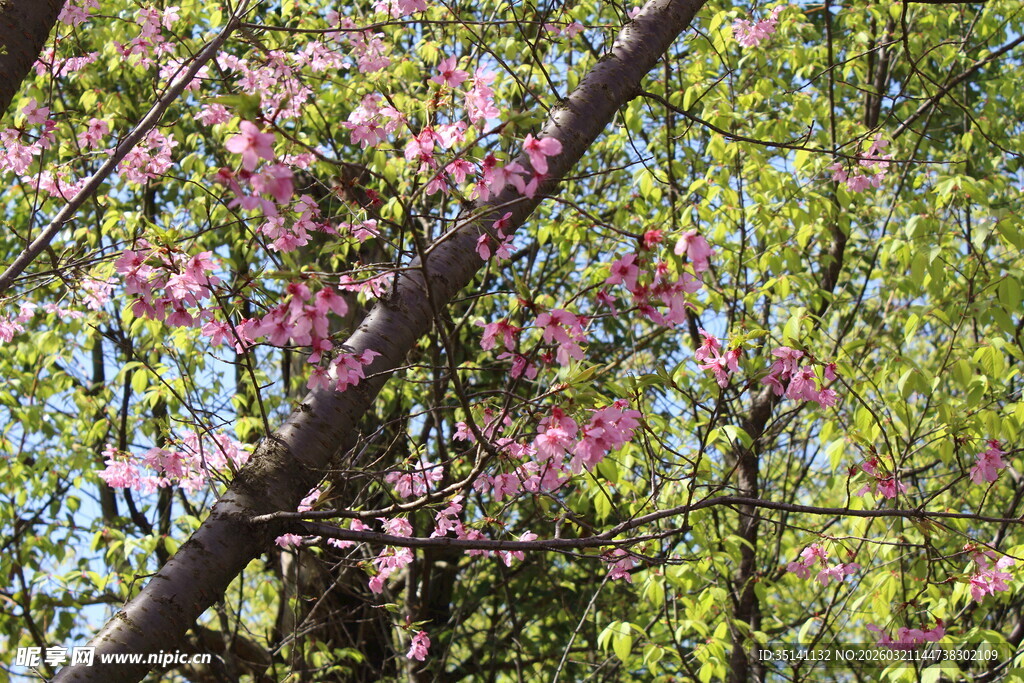 樱花